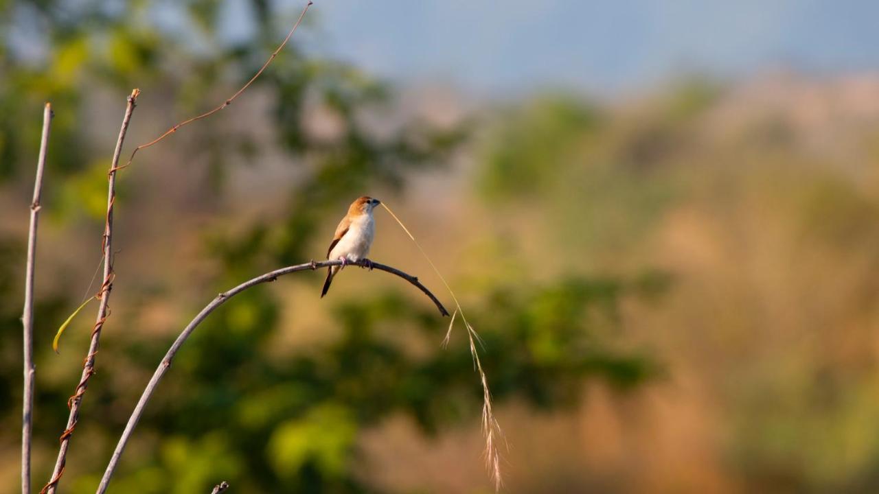 Dera Baghdarrah Nature Retreat Удайпур Экстерьер фото