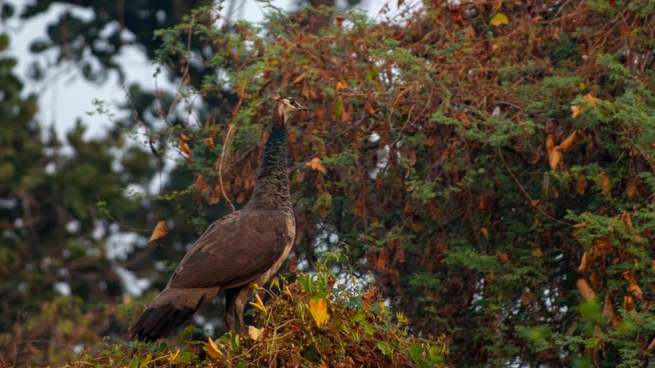 Dera Baghdarrah Nature Retreat Удайпур Экстерьер фото