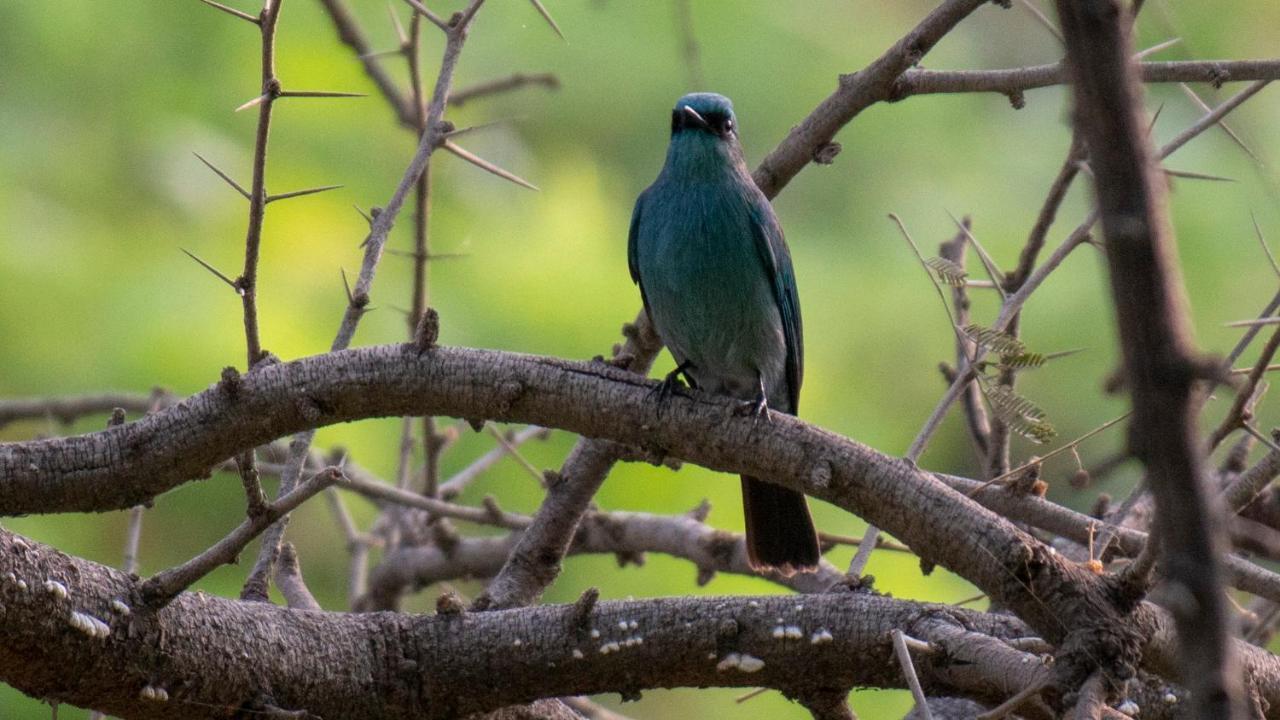 Dera Baghdarrah Nature Retreat Удайпур Экстерьер фото